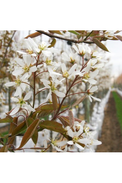 Ірга деревовидна Робін Хілл весною